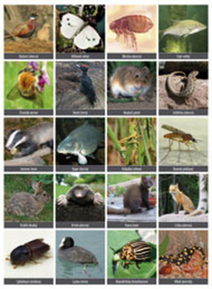 Vystřihovací příloha k učebnici prvouky 3