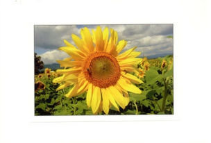 Pohľadnica Slnečný kvet (m 01)