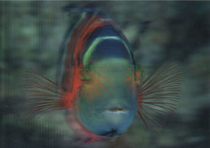 Pohľadnica 3D Blue-stripe flasher wrasse