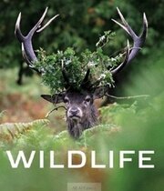 Wildlife - život zveri vo voľnej prírode