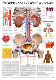 Člověk - vylučovací soustava