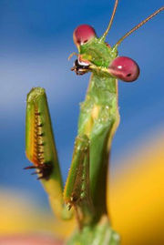 Pohľadnica 3D Mantodea