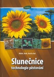 Slunečnice